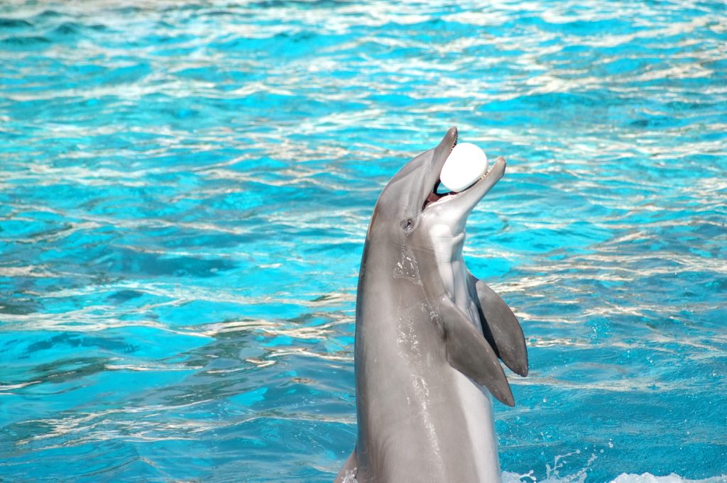 show sa delfinima, delfini, plivanje sa delfinima, izlet iz hurghade