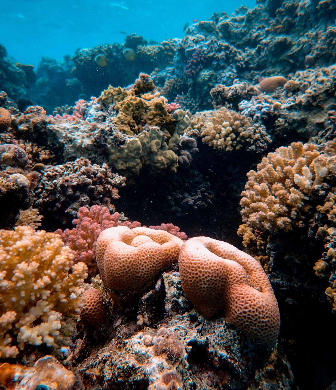 rajsko ostrvo izlet, hula hula izlet, paradise island izlet, morski izleti, hurgada letovanje, crveno more, izleti iz hurgade