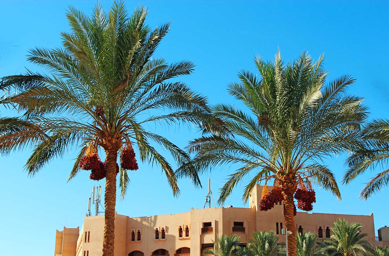resort u hurgadi, hurgada, resort, palme